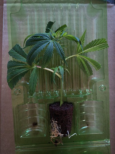 Growreport Bild 7