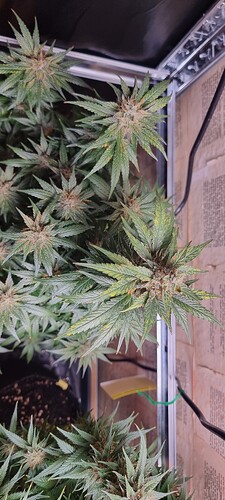 Growreport Bild 3