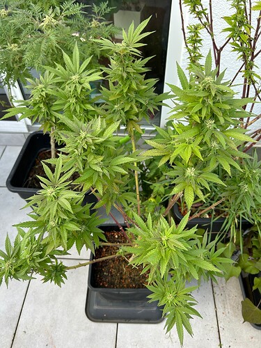 Growreport Bild 31
