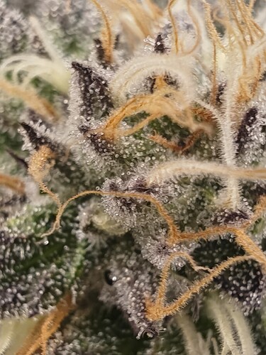 Growreport Bild 3