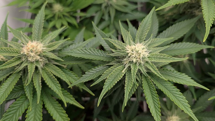 Growreport Bild 26