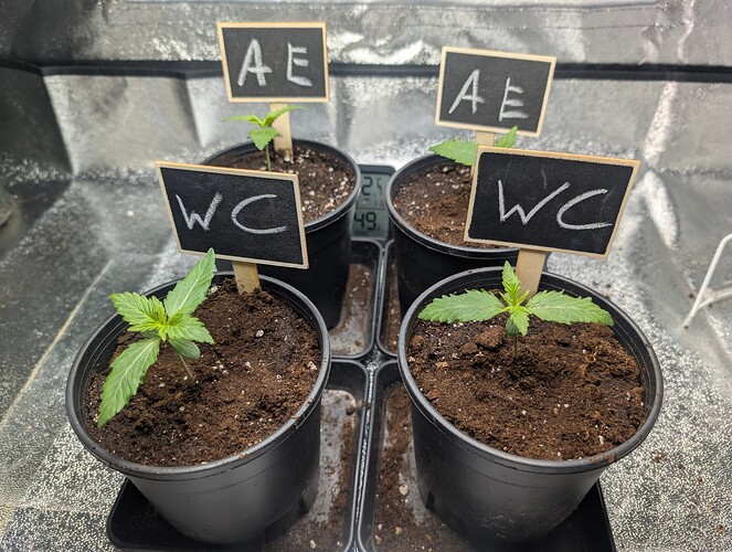 PXL_20250303_173452424.RAW-01.COVER