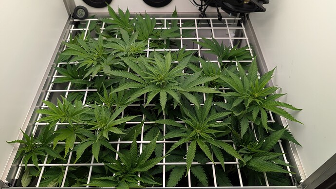 Growreport Bild 2