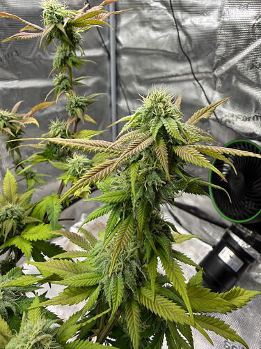 Growreport Bild 30