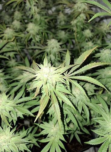 Growreport Bild 12