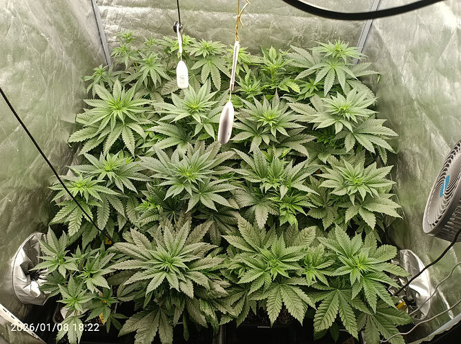 Growreport Bild 10