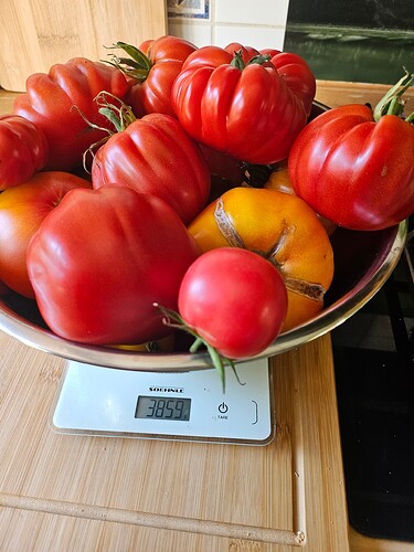 Tomaten-1_08.08.2024