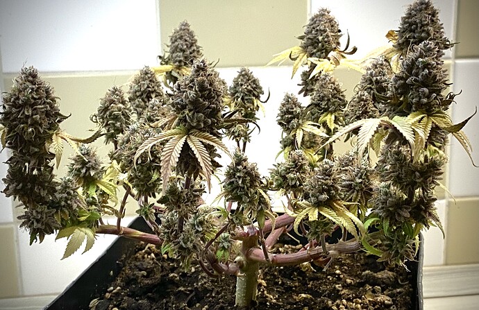 Growreport Bild 1