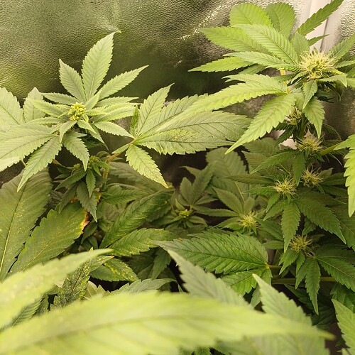 Growreport Bild 15