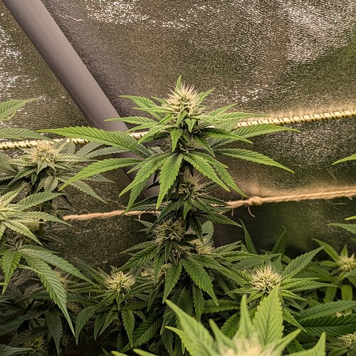 Growreport Bild 13