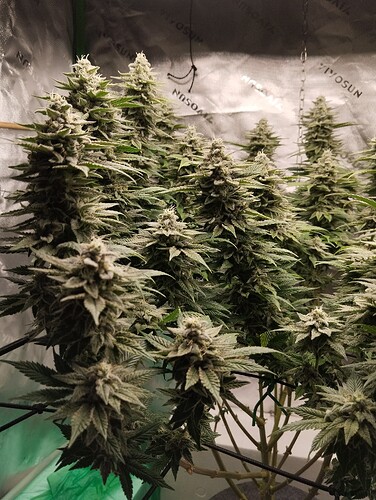 Growreport Bild 15