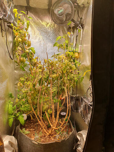 Growreport Bild 24