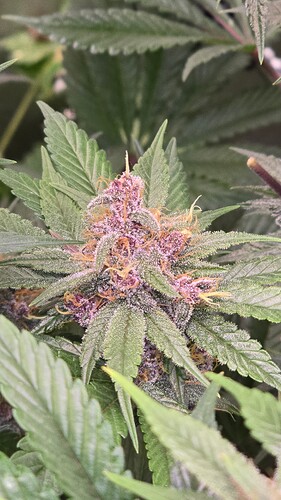 Growreport Bild 6