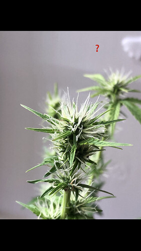 Growreport Bild 51
