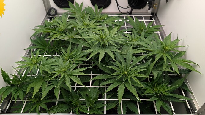 Growreport Bild 6