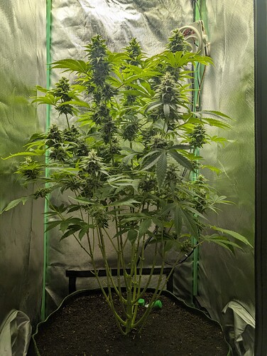 Growreport Bild 1