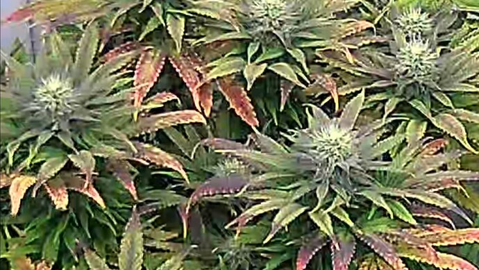 Screenshot_20241017_221622_iCam365