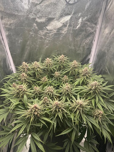 Growreport Bild 3