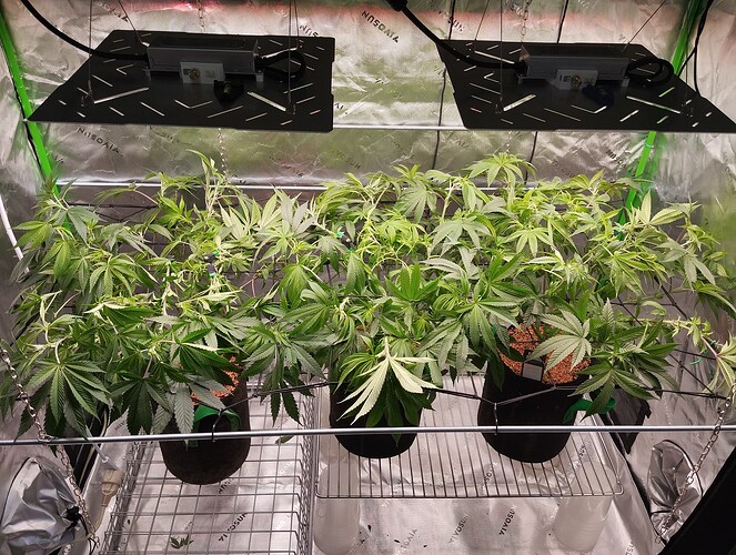 Growreport Bild 1