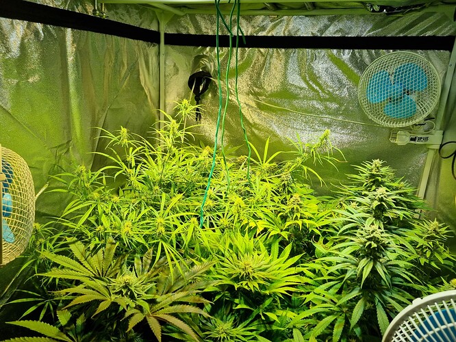 Mehrere Cannabis-Pflanzen in der Blütephase in einem Growzelt, beleuchtet von einer Lampe, mit Ventilatoren zur Belüftung.