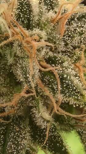 Growreport Bild 40