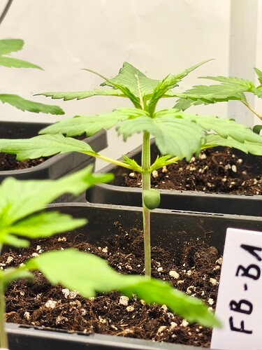 Growreport Bild 4