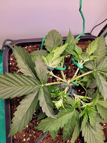 Growreport Bild 13
