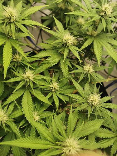 Growreport Bild 4