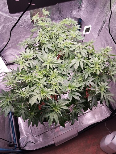 Growreport Bild 2