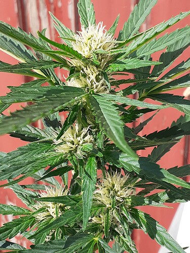 Growreport Bild 73