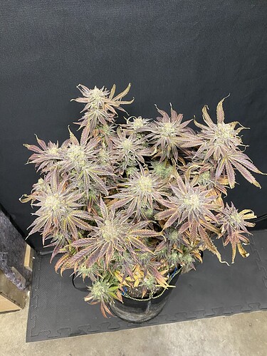 Growreport Bild 11