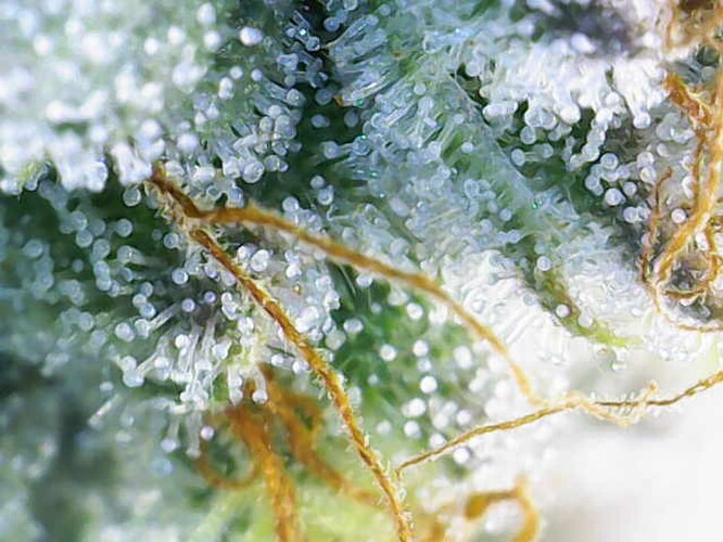 Growreport Bild 3