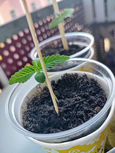Growreport Bild 3