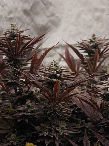 Growreport Bild 22