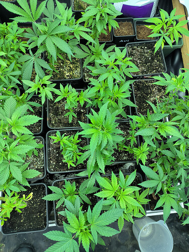 Growreport Bild 1