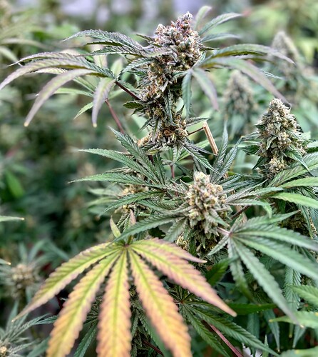 Growreport Bild 1