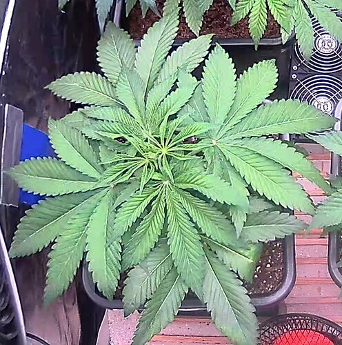 icam365Screenshot20250123112205599