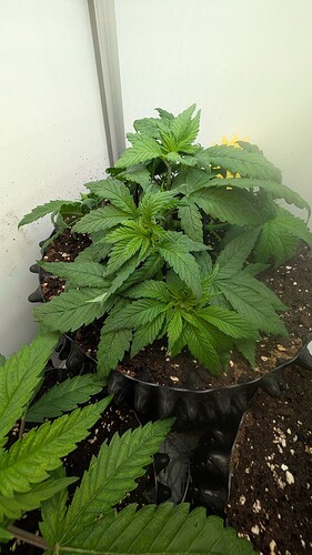 PXL_20250406_063903818.MP