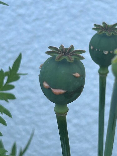 Growreport Bild 33