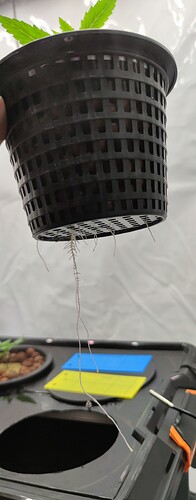IMG_20240817_024825