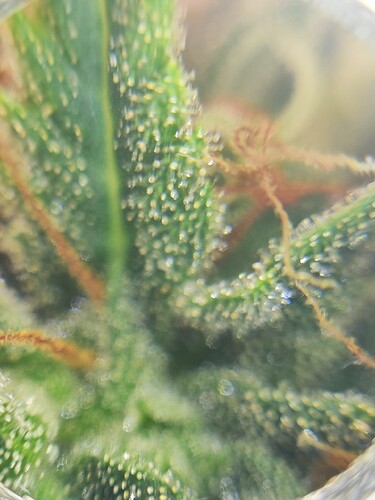 Growreport Bild 8