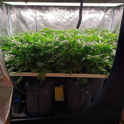 Growreport Bild 35