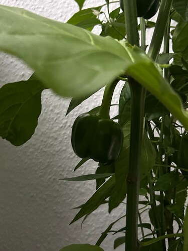 Growreport Bild 26