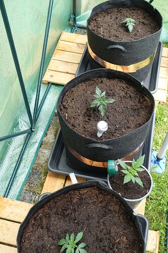 Growreport Bild 5