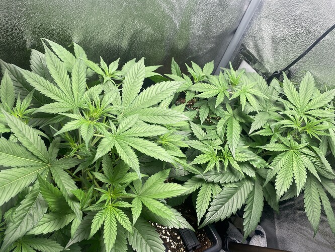 Growreport Bild 1