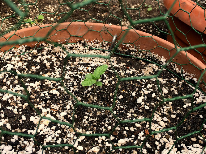 Grow26_0714_04