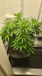 Growreport Bild 26