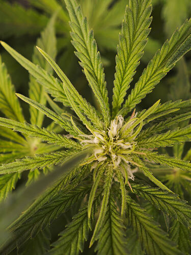 Growreport Bild 9