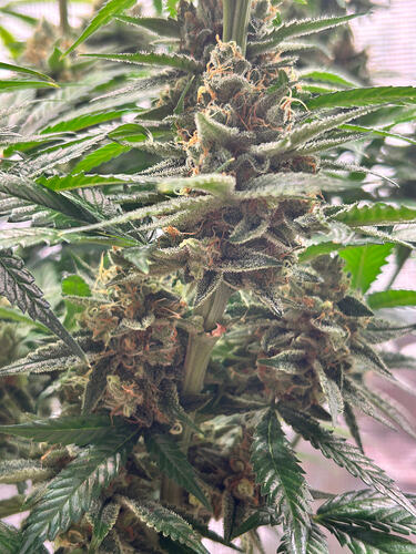 Growreport Bild 33