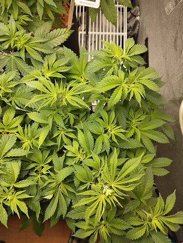 Growreport Bild 19